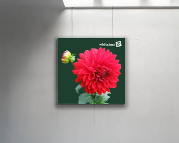 Suspended Whitebox® | 1m x 1m